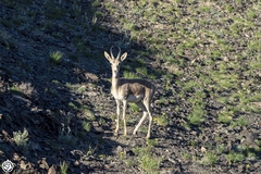Gazella subgutturosa