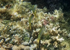 Mulloidichthys vanicolensis