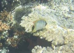 Chaetodon trifascialis