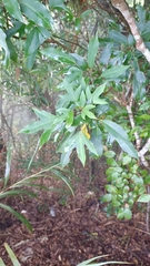 Dendropanax dentiger