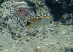 Chaetodon trifascialis