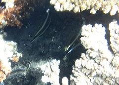 Heniochus chrysostomus