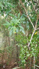 Dendropanax dentiger
