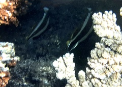 Heniochus chrysostomus