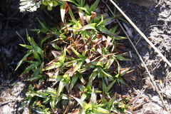 Juncus lomatophyllus