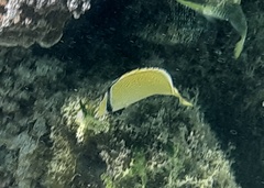 Chaetodon citrinellus