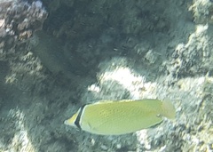 Chaetodon citrinellus