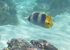 Chaetodon ulietensis