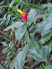 Costus lasius