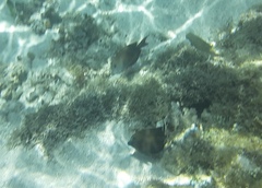 Acanthuridae