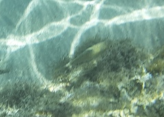 Siganus spinus