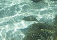 Siganus spinus