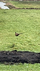 Phasianus colchicus