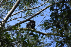 Alouatta caraya