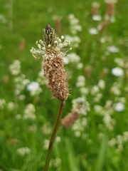 Plantago lanceolata