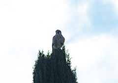 Falco tinnunculus tinnunculus