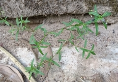 Oldenlandia corymbosa