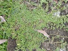 Phyla nodiflora