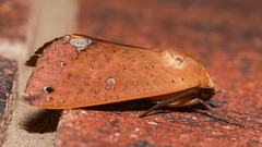 Ophiusa discriminans