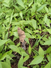 Ypthima pandocus pandocus