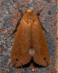 Ophiusa discriminans