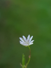 Stellaria graminea
