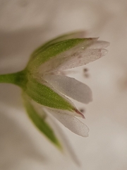 Stellaria graminea