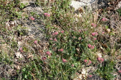 Anthyllis vulneraria rubriflora