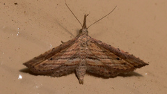 Stenopaltis lithina