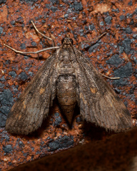 Parapoynx crisonalis