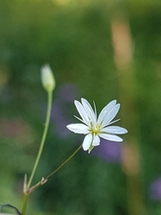 Stellaria graminea