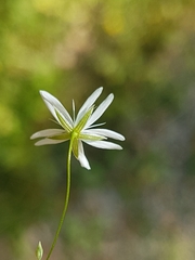 Stellaria graminea