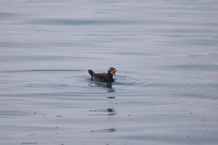 Melanitta stejnegeri