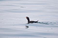 Melanitta stejnegeri