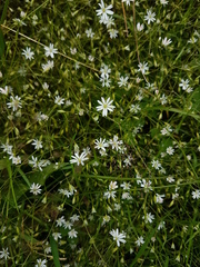 Stellaria graminea