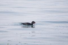 Melanitta stejnegeri