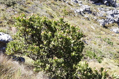 Leucadendron strobilinum
