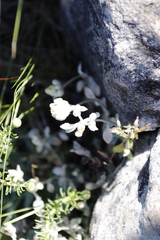 Crassula