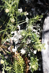 Crassula