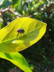 Chrysomya megacephala