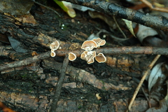 Schizophyllum amplum