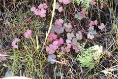 Oxalis commutata