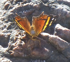 Hypanartia bella
