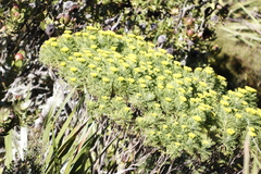 Hymenolepis crithmifolia