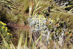 Euryops pectinatus pectinatus