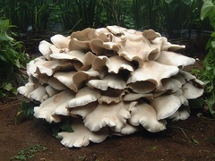 Macrocybe gigantea