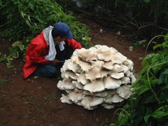 Macrocybe gigantea