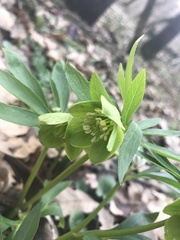 Helleborus dumetorum