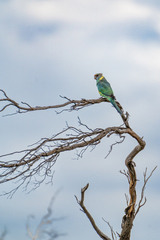 Barnardius zonarius barnardi