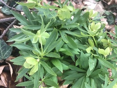 Helleborus dumetorum